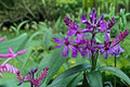 New York Ironweed Seeds - Vernonia noveboracensis Purple Wildflower Perennial for Garden & Meadow Planting, 100 Seeds