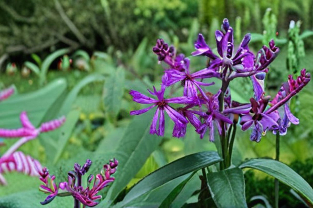 New York Ironweed Seeds - Vernonia noveboracensis Purple Wildflower Perennial for Garden & Meadow Planting, 100 Seeds