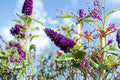 Black Purple Butterfly Bush Live Plant – 5–10 Inch Tall Buddleia Shrub for Pollinator Gardens