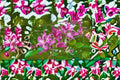 Purple Orchid Tree Seeds, Bauhinia purpurea, Ornamental Flowering Tree, Tropical Garden Plant, 10 Seeds