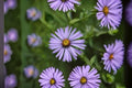 Aromatic Aster Seeds, Symphyotrichum oblongifolium, Purple Wildflower, Perennial Garden Border Meadow Plant, 100 Seeds