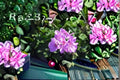 Lavender Ivy Geranium 3 Cuttings – Pelargonium peltatum Trailing Flowering Plant