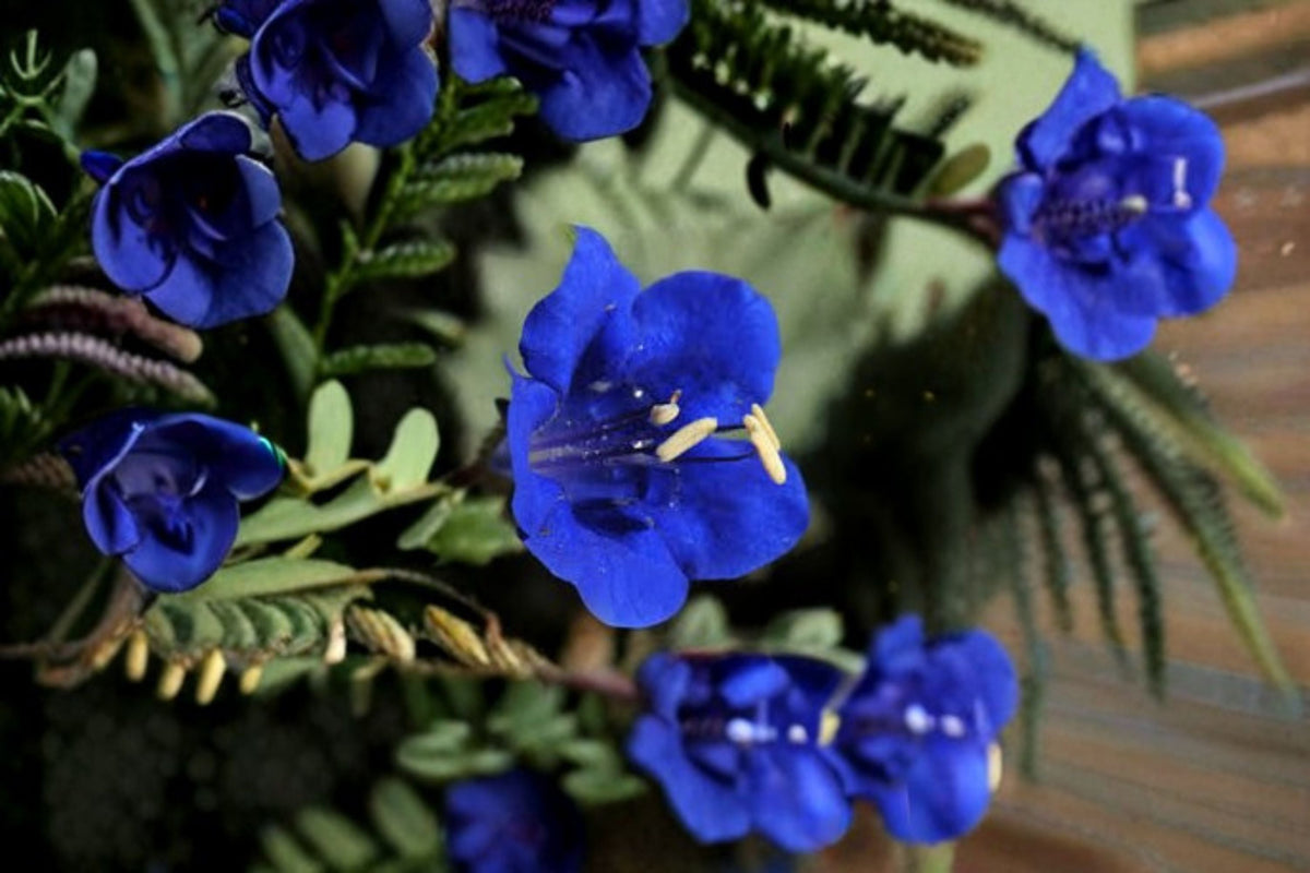 California Bluebells Seeds | Phacelia campanularia | Blue Wildflower | Annual Garden Flower Seeds