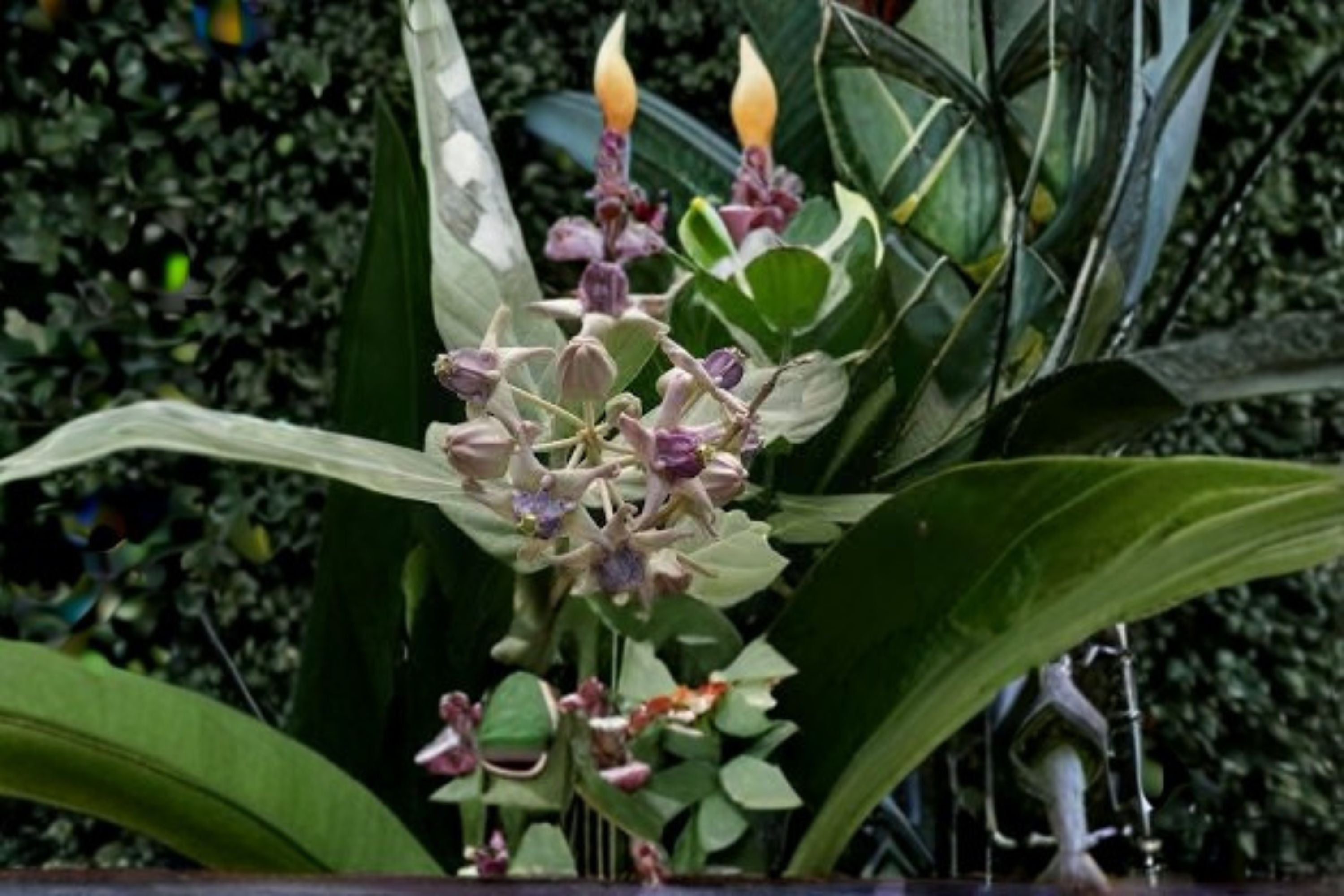 White Giant Milkweed 6 Cuttings – Calotropis gigantea Tropical Shrub