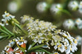 Virgin’s Bower Clematis Seeds, Climbing Vine with White Flowers, Garden Trellis Plant, Ornamental Landscape Vine, 50 Seeds