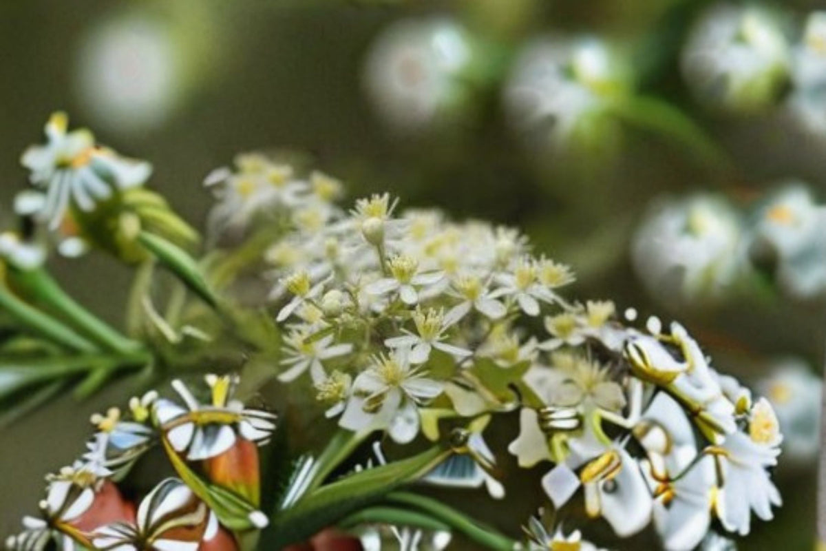 Virgin’s Bower Clematis Seeds, Climbing Vine with White Flowers, Garden Trellis Plant, Ornamental Landscape Vine, 50 Seeds