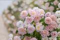 Ausmajesty English Rose 3 Cuttings – Rosa ‘Ausmajesty’ Shrub Rose