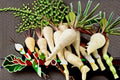 Harris Early Model Parsnip Seeds - Pastinaca sativa Root Vegetable Seeds for Garden Planting, 100 Seeds
