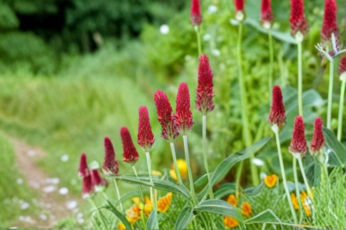 Crimson Clover Seeds, Trifolium incarnatum, Red Wildflower, Annual Garden Meadow Plant, 100 Seeds