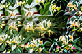Japanese Honeysuckle 1 Plant – Lonicera japonica Flowering Vine