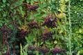 Elderberry Cuttings 15 Sambucus canadensis Native Berry Plant for Wildlife & Pollinators