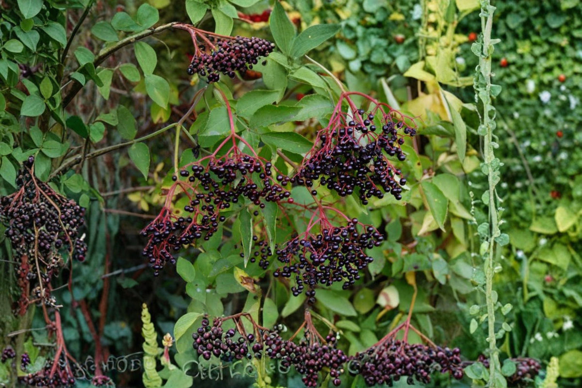 Elderberry Cuttings 15 Sambucus canadensis Native Berry Plant for Wildlife & Pollinators