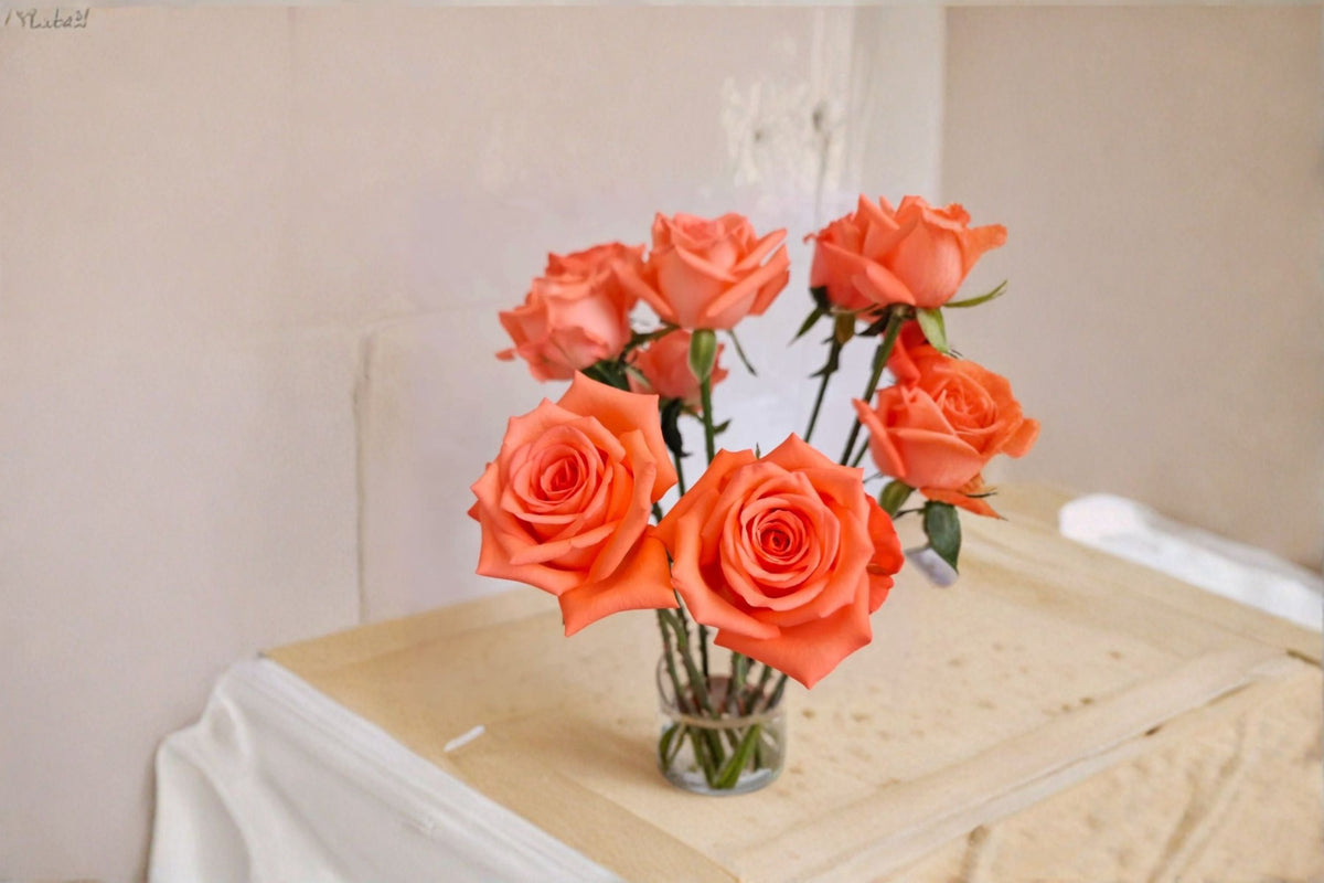 Movie Star Rose Live Plant – Elegant Ornamental Garden Rose