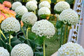 Annabelle Smooth Hydrangea Live Plant – 1 QT Pot | Hydrangea arborescens 'Annabelle'