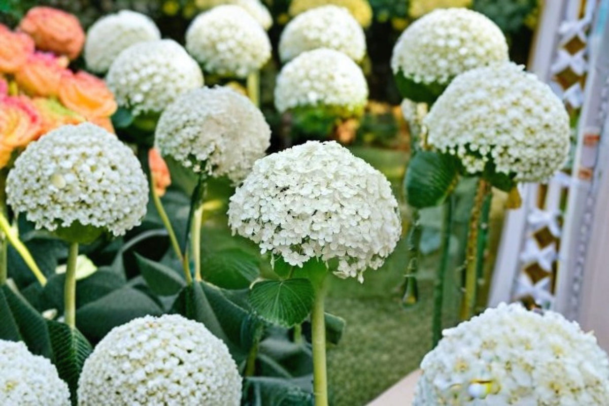 Annabelle Smooth Hydrangea Live Plant – 1 QT Pot | Hydrangea arborescens 'Annabelle'