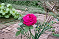 Dianhong Rose Live Plant – Fragrant Edible Yunnan Rose Shrub