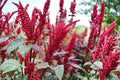 Red Garnet Amaranth Seeds - Ornamental Annual Foliage Plant, Deep Red/Burgundy, Amaranthus tricolor, Garden Border, Easy Grow