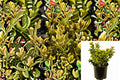 Golden Euonymus Plant – Euonymus japonicus ‘Aureomarginatus’ Evergreen Shrub