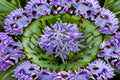 Peter Pan Agapanthus Plant – Agapanthus africanus ‘Peter Pan’ Blue Flower Perennial