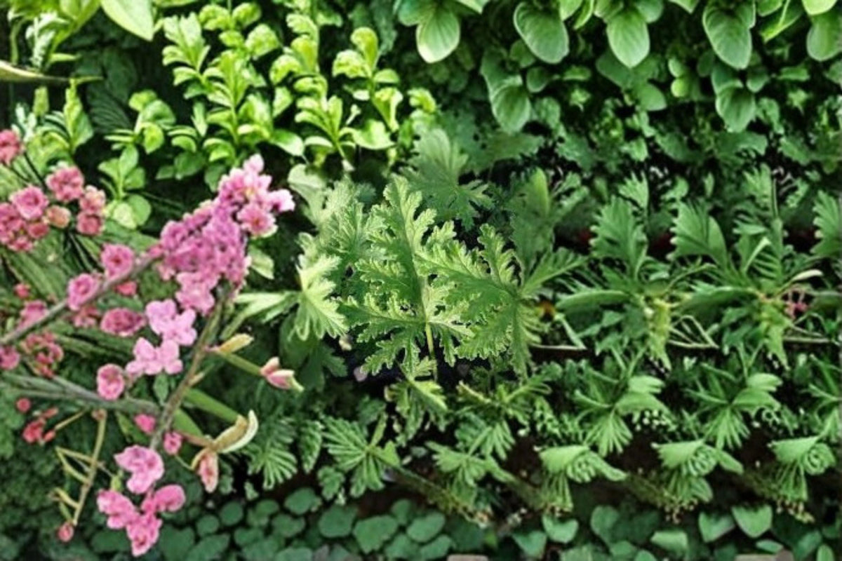 Citronella 4 Plants – Pelargonium citrosum Live Starter Plants for Patio & Garden