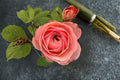 Harper Rose Live Plant – Pink Peach Cup-Shaped Cut Rose, Dutch Schreurs Variety