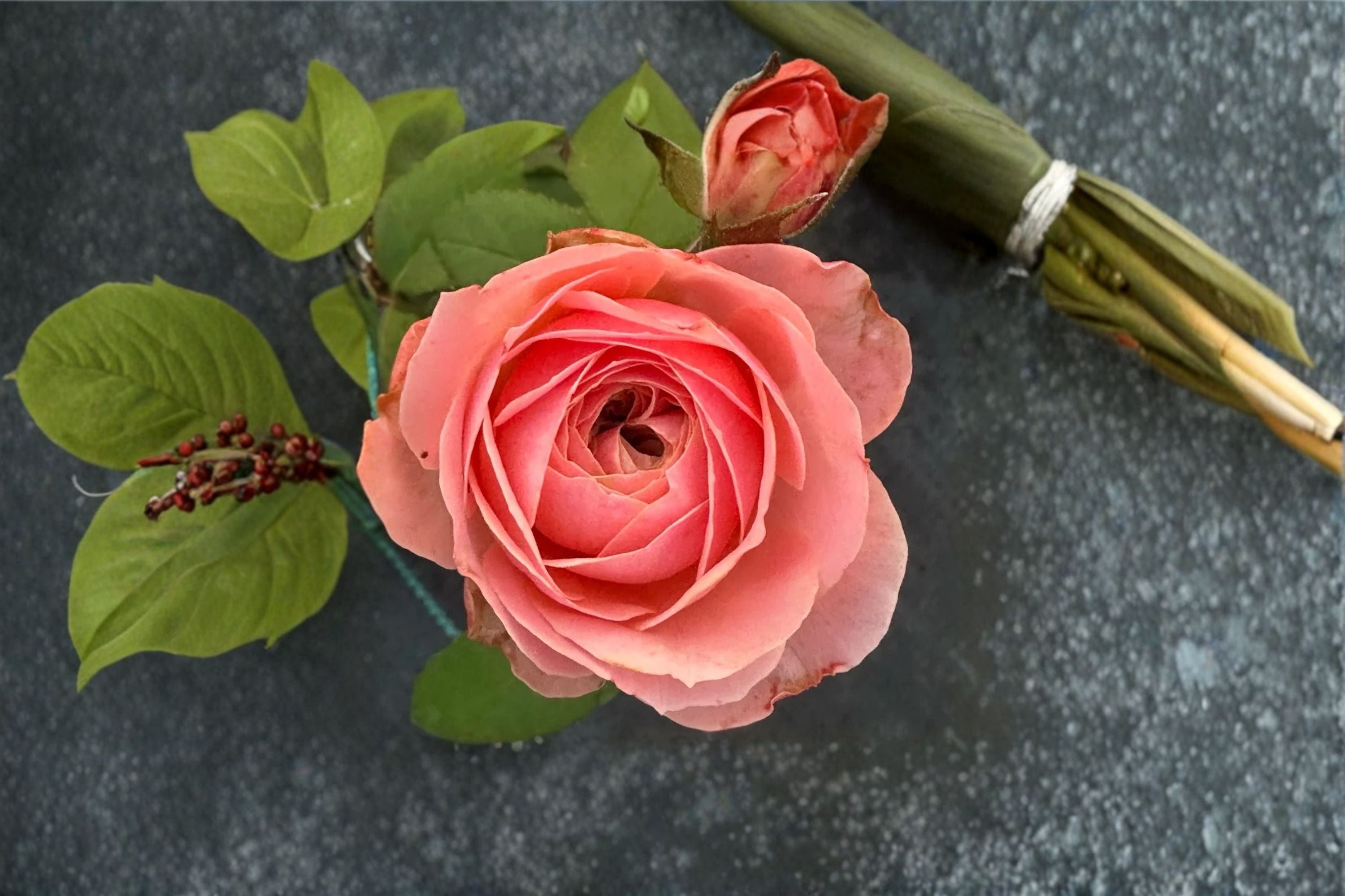 Harper Rose Live Plant – Pink Peach Cup-Shaped Cut Rose, Dutch Schreurs Variety