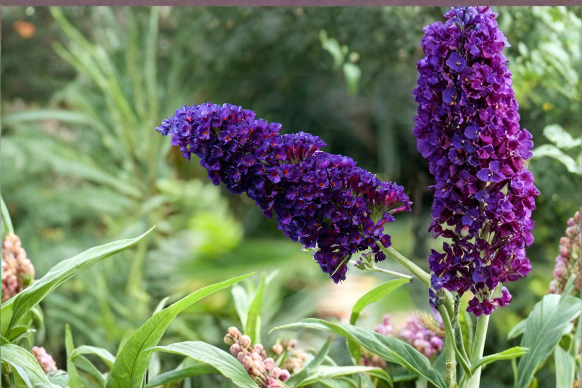 Black Knight Buddleia 1 Plant – Buddleja davidii Flowering Shrub