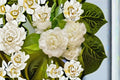 Grand Duke of Tuscany Jasmine Live Plants – 2 Starter Plants – Jasminum sambac