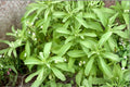 Stevia 1 Plant – Stevia rebaudiana | Tender Perennial Herb with Sweet Leaves