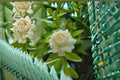 Grand Duke Jasmine Cuttings – Jasminum sambac – Fragrant White Blooms – Evergreen Flowering Shrub for Garden & Container