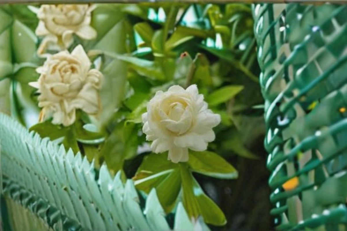 Grand Duke Jasmine Cuttings – Jasminum sambac – Fragrant White Blooms – Evergreen Flowering Shrub for Garden & Container