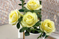 Creamy Eden Rose Live Plant – Repeat Blooming Balcony Rose