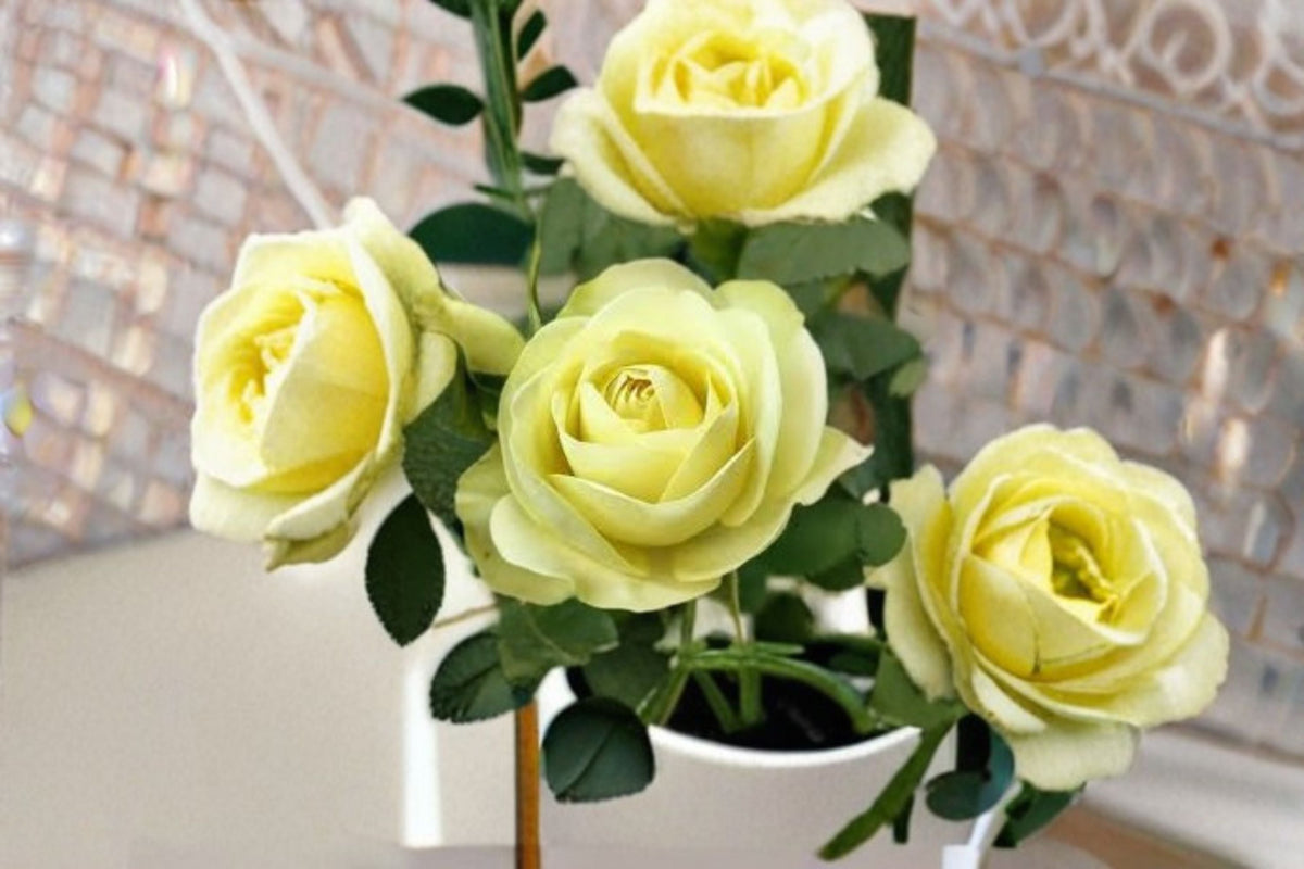 Creamy Eden Rose Live Plant – Repeat Blooming Balcony Rose