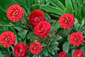 Cherrytini Rose Live Plant – 1.5 Gal Cherry Red Floribunda Rose