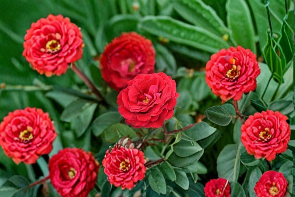 Cherrytini Rose Live Plant – 1.5 Gal Cherry Red Floribunda Rose