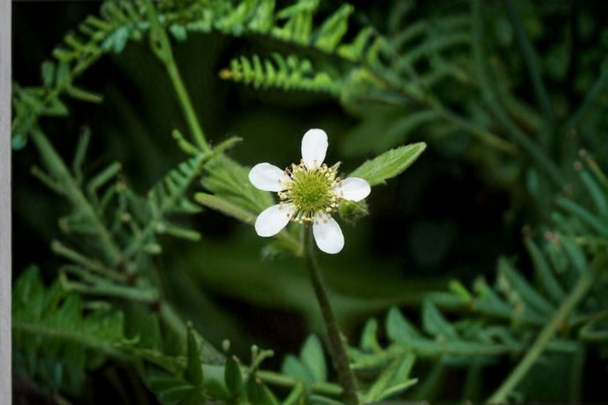 White Avens Seeds Geum canadense Native Woodland Wildflower Perennial for Shade Gardens