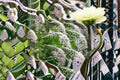 White Gooseneck Live Plant – Spreading Ground Cover Perennial Lysimachia clethroides
