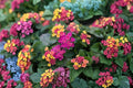 Moni Sprinkles Lantana Plant – Lantana x ‘Moni’ Perennial Flowering Plant
