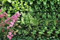 Citronella 4 Plants – Pelargonium citrosum Live Starter Plants for Patio & Garden