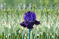 Rosalie Figge Iris Live Plant – Purple Blue Bearded Iris Perennial