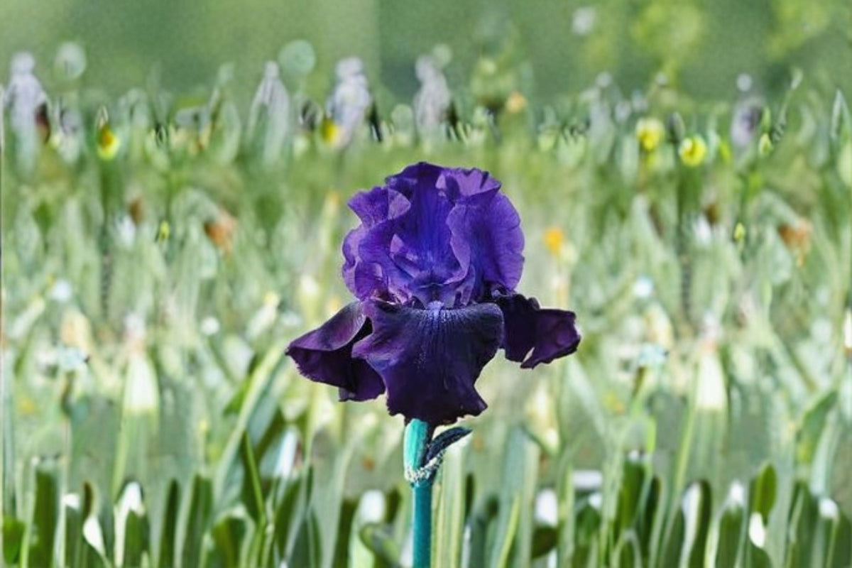Rosalie Figge Iris Live Plant – Purple Blue Bearded Iris Perennial