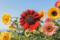 Velvet Queen Sunflower Seeds | Deep Red Burgundy Blooms | Helianthus annuus | Tall Garden Annual Plant | Pollinator Friendly