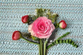 Sweet Spot Rose Live Plant – Pink Variegated Garden Rose, Rosa hybrid Shrub