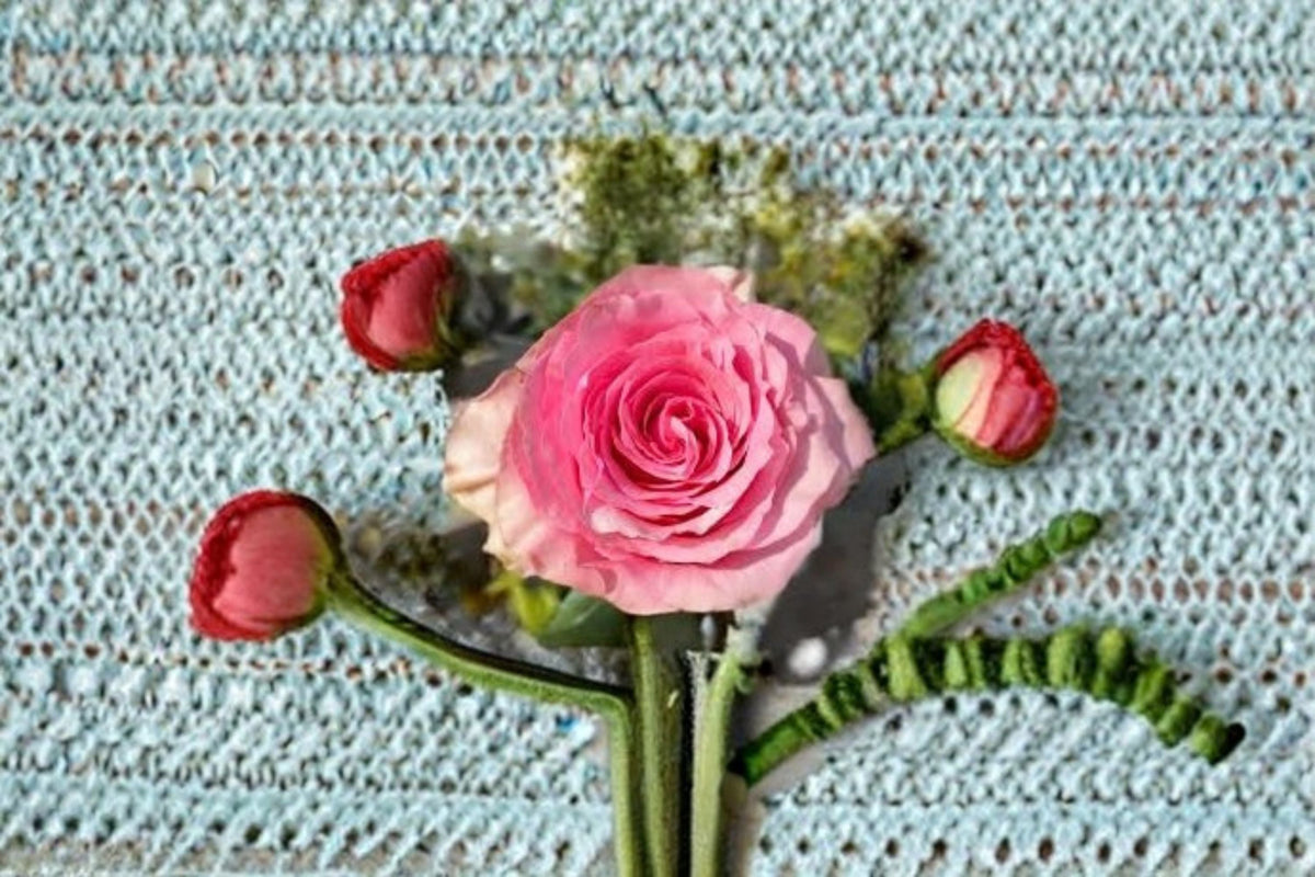 Sweet Spot Rose Live Plant – Pink Variegated Garden Rose, Rosa hybrid Shrub