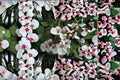 Diascia Twinspur 1 Plant – Pink Flowering Annual | Diascia spp.