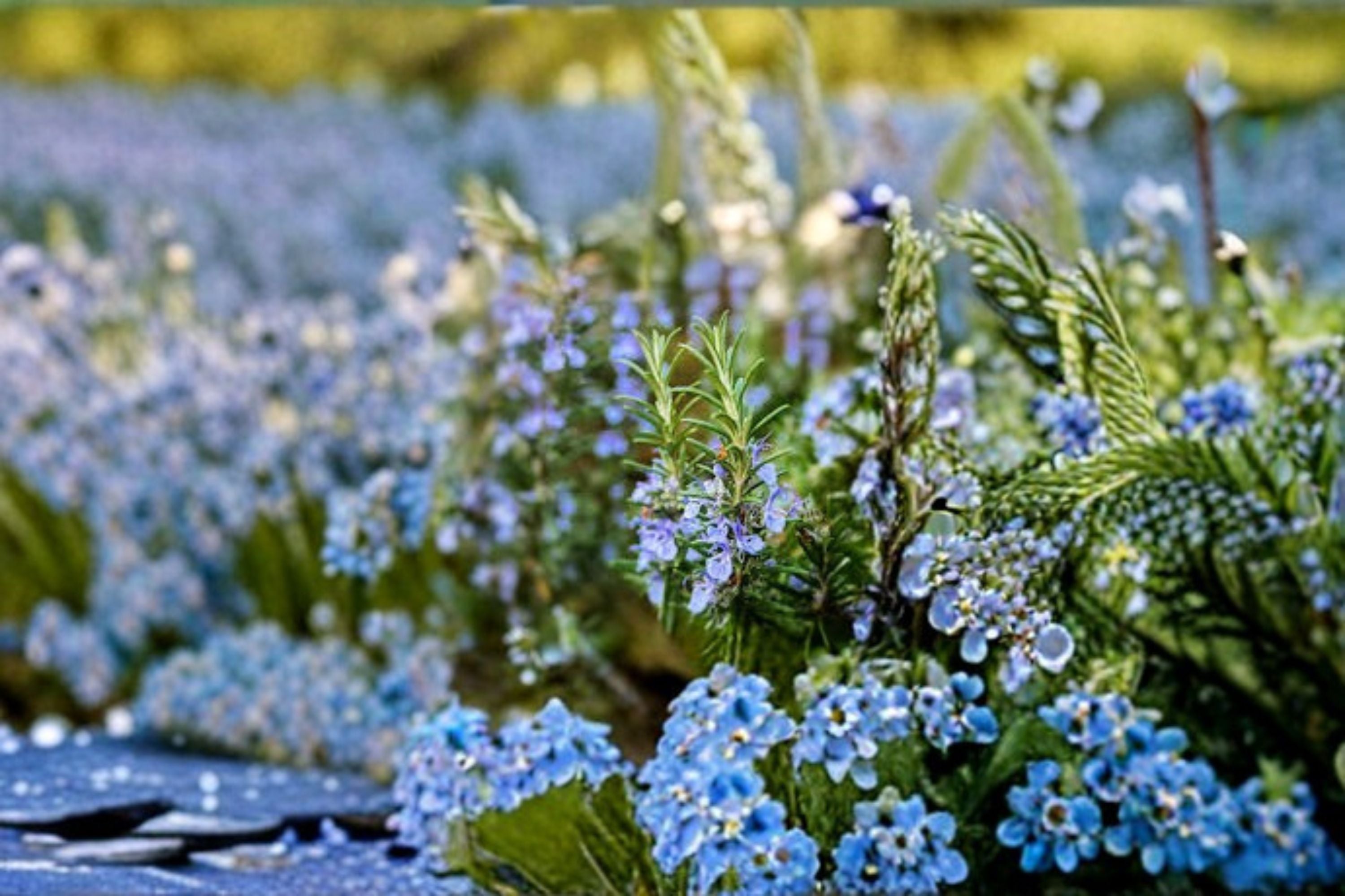 Creeping Rosemary Plant – Rosmarinus officinalis Evergreen Herb