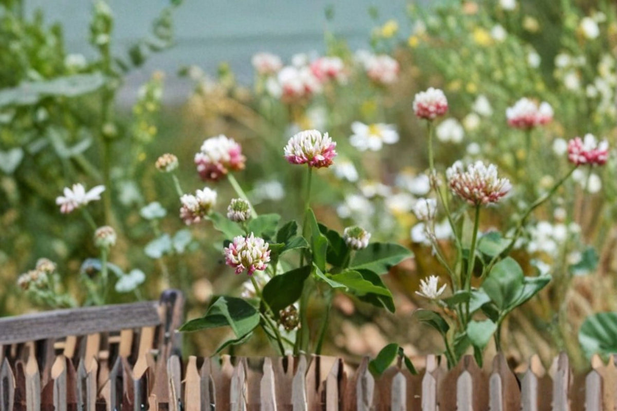 Alsike Clover Seeds Trifolium hybridum Pink White Flower Annual Garden Meadow Border Plant 100 Seeds