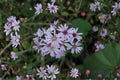 Heart-Leaved Aster Seeds, Symphyotrichum cordifolium, Blue Wildflower Seeds, Native Garden Perennial Planting, 100 Seeds