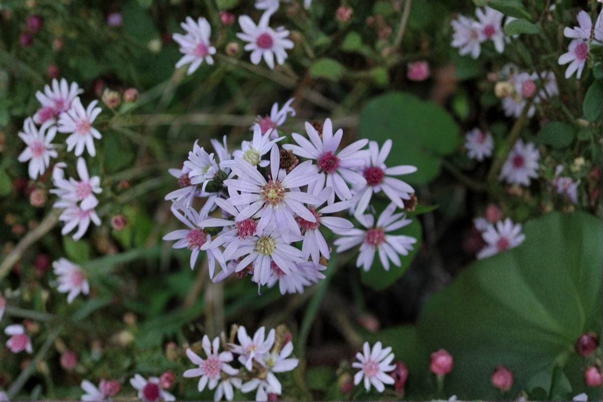 Heart-Leaved Aster Seeds, Symphyotrichum cordifolium, Blue Wildflower Seeds, Native Garden Perennial Planting, 100 Seeds