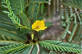 Partridge Pea Seeds, Yellow Wildflower, Annual Garden Meadow Plant, Chamaecrista fasciculata, 100 Seeds
